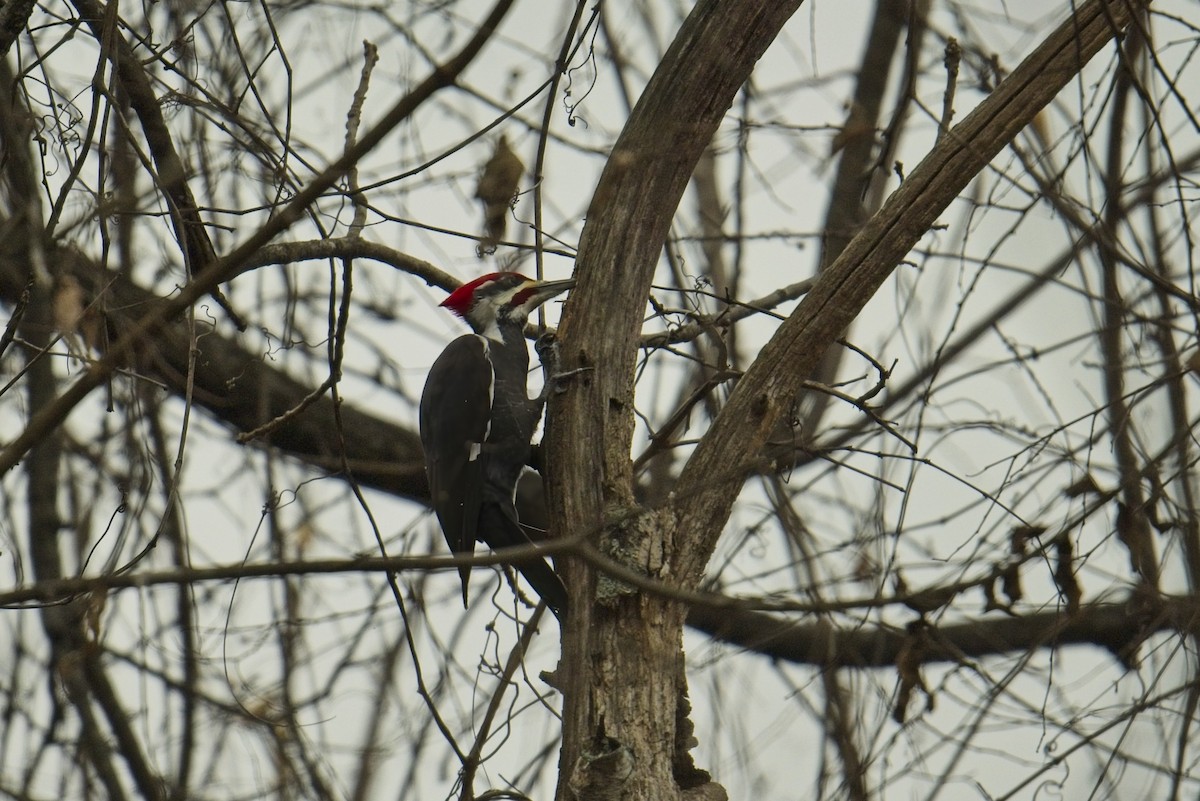 Жовна північна - ML645864949