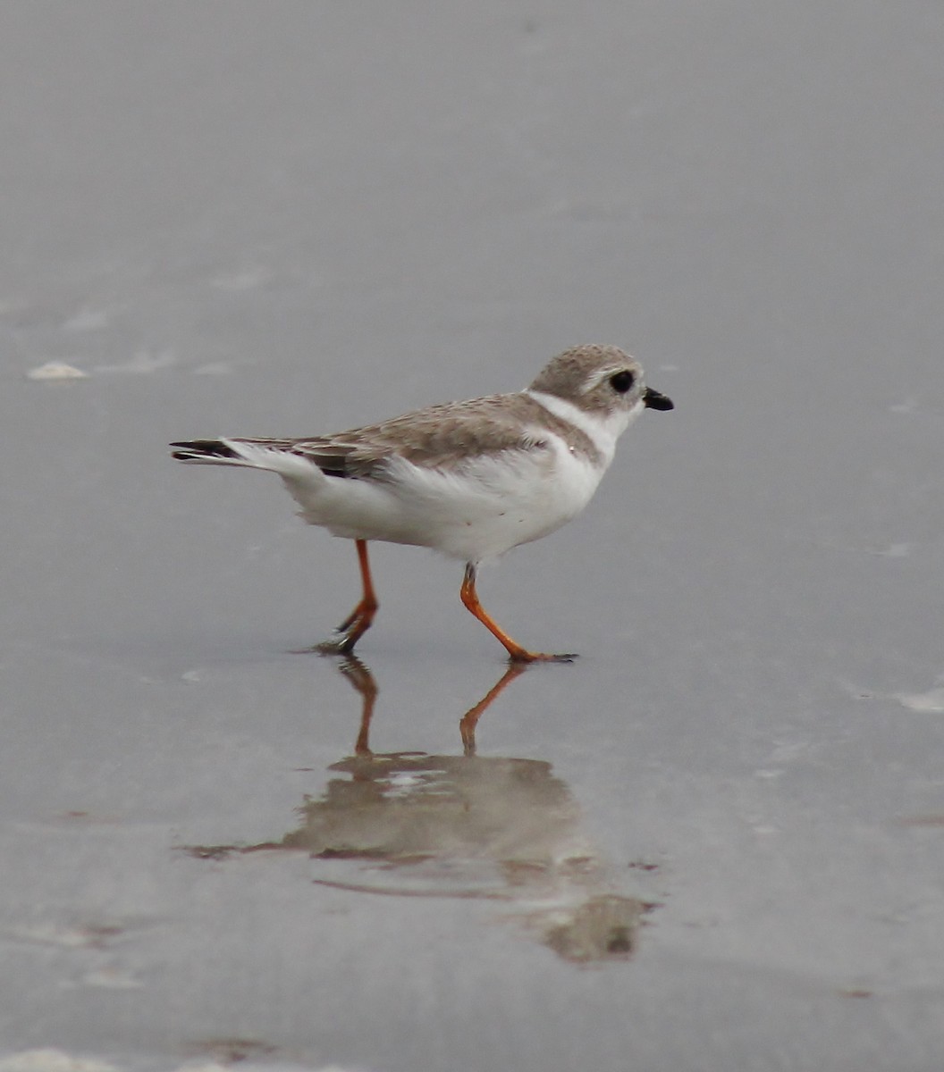 Piping Plover - ML645864958