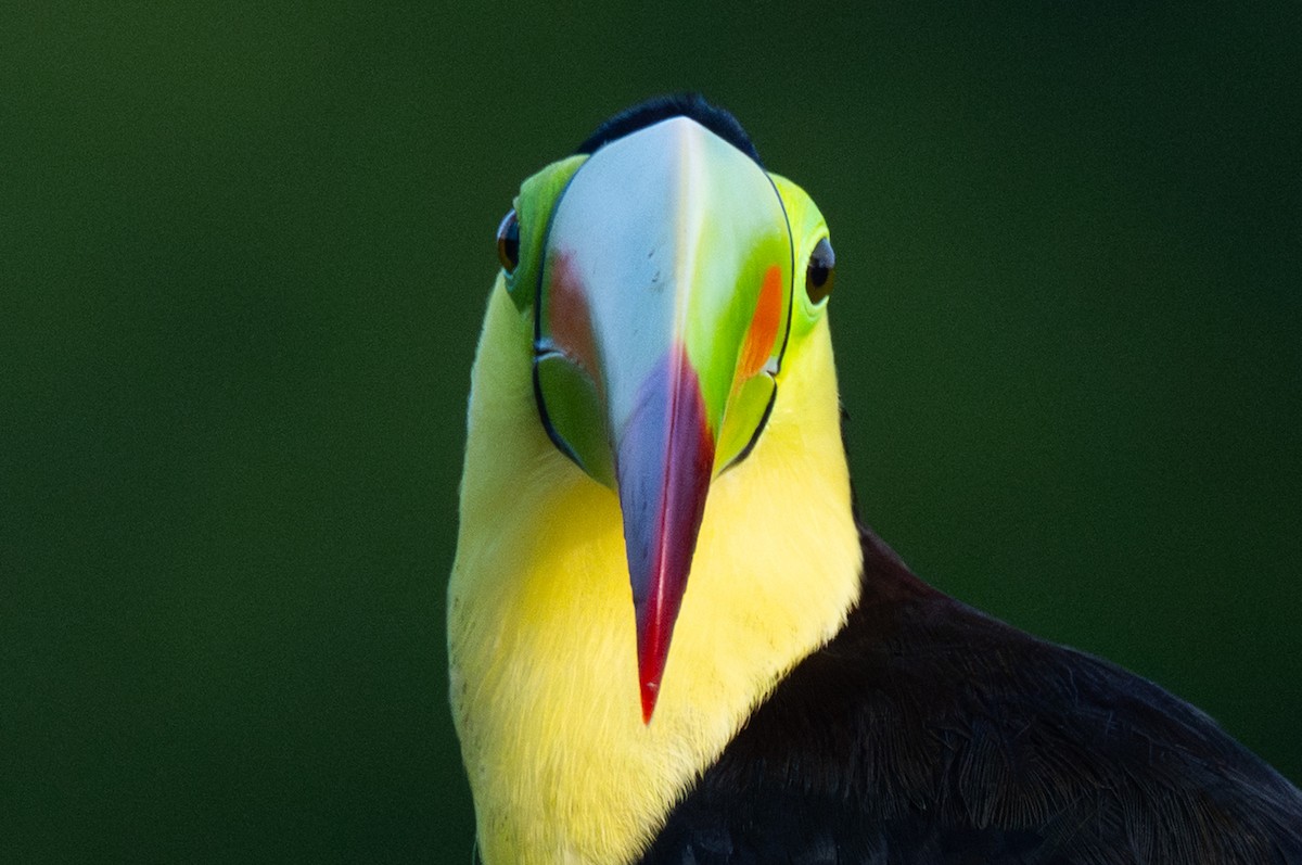 Радужный тукан - ML645864964