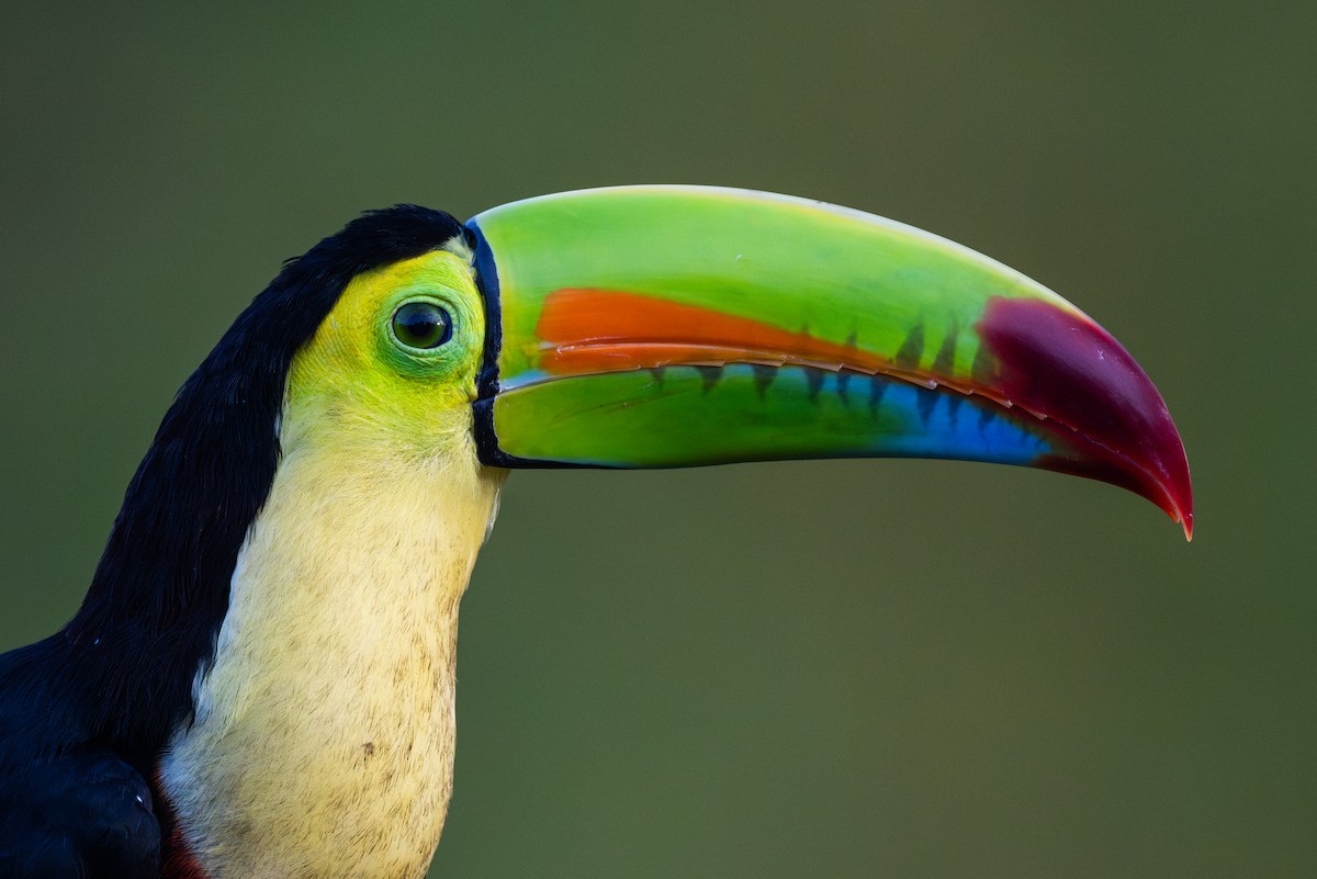 Радужный тукан - ML645864965