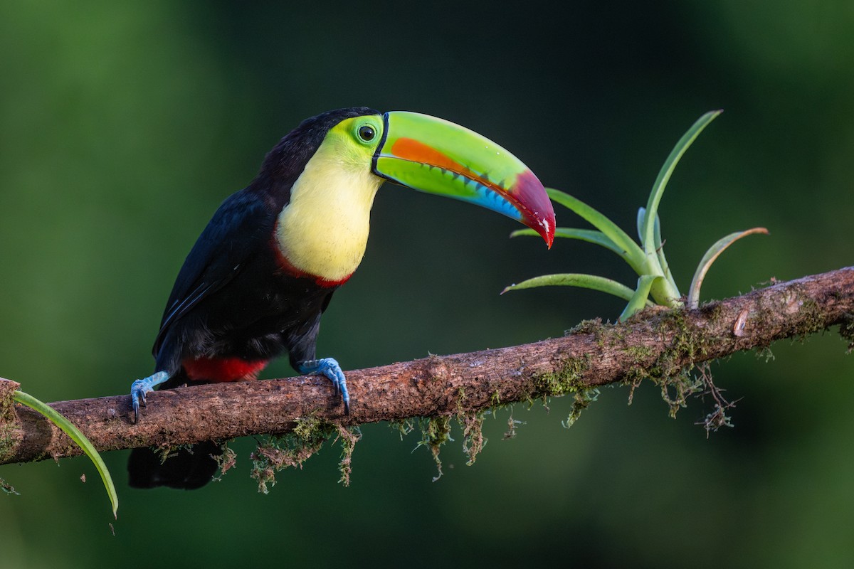 Радужный тукан - ML645864966