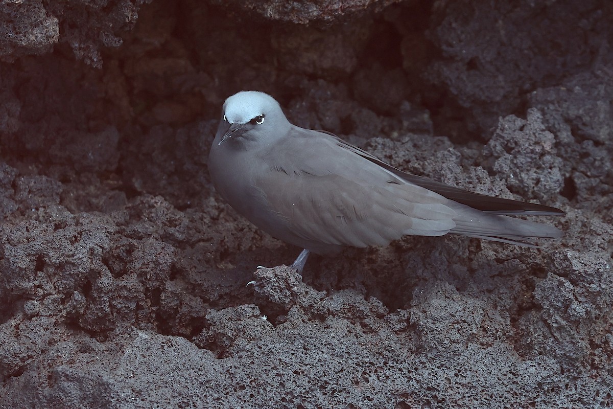 brunnoddy - ML645864969