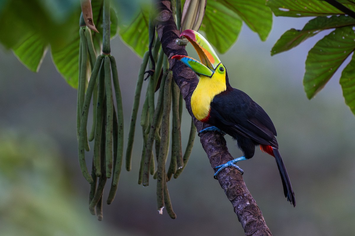 Радужный тукан - ML645864977