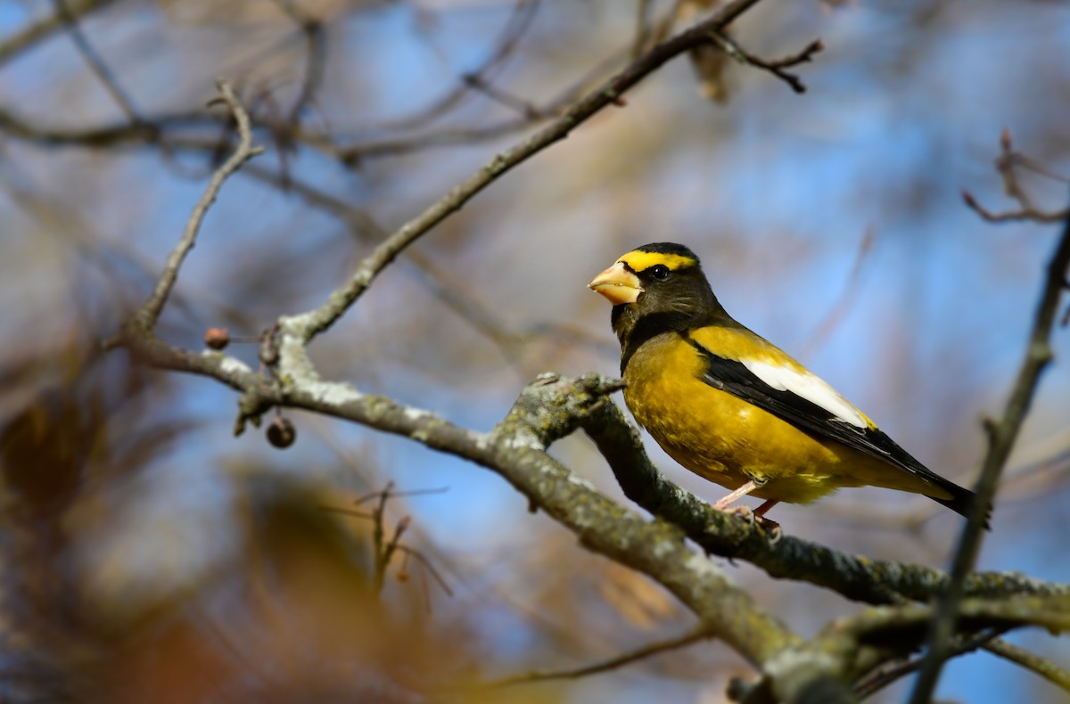Evening Grosbeak - ML645864978