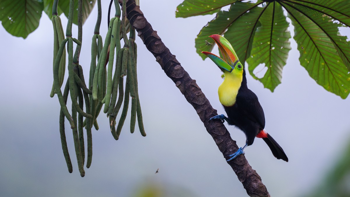 Радужный тукан - ML645864979