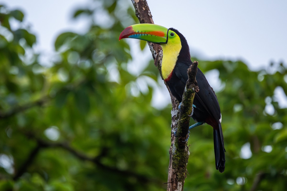 Радужный тукан - ML645864980