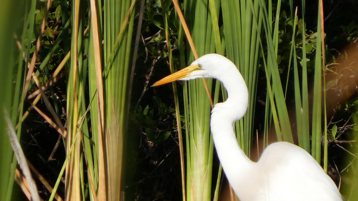 Garceta Grande - ML645864981