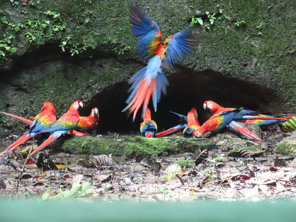 Scarlet Macaw - ML645864986