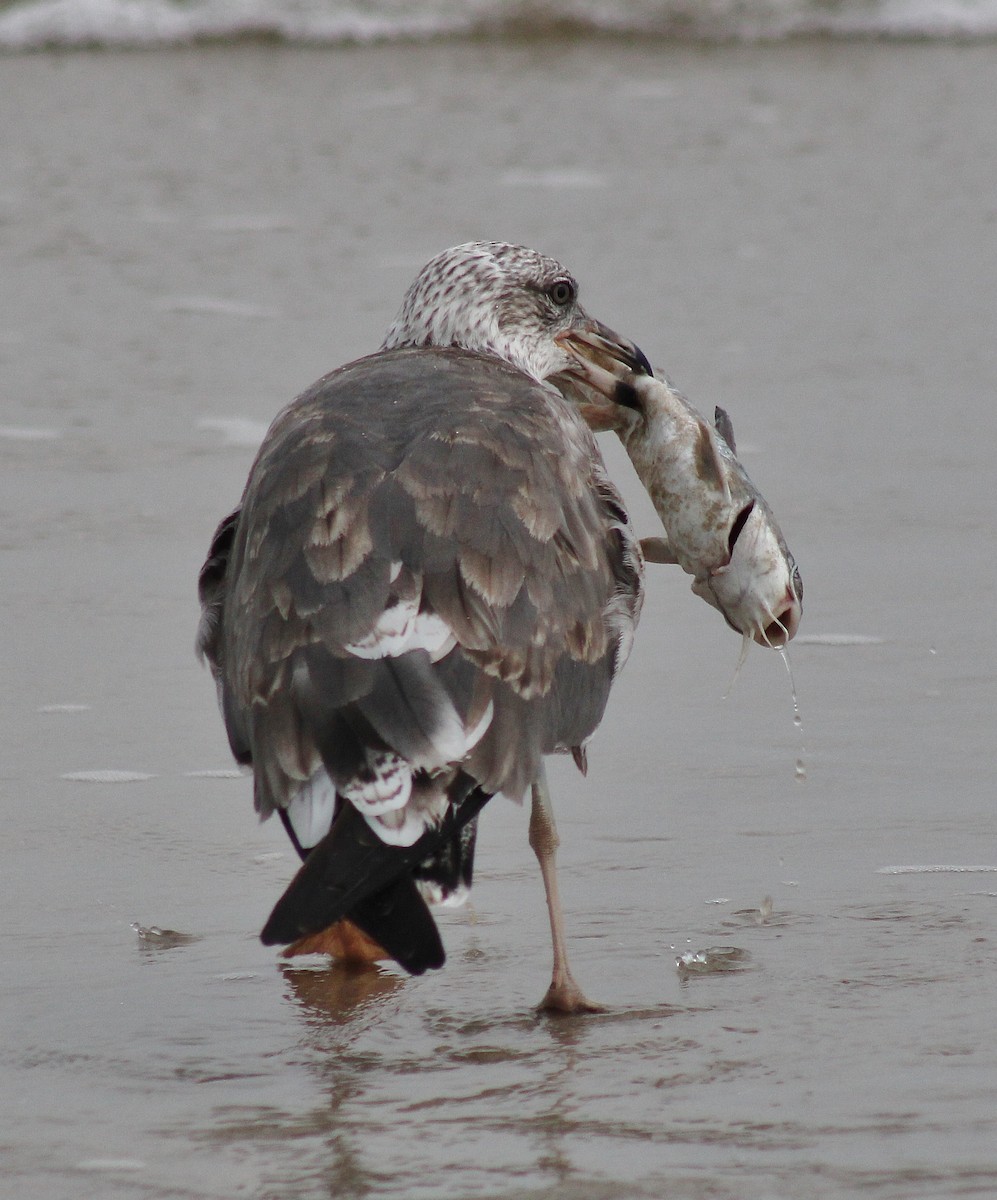 Gaviota Sombría - ML645864991