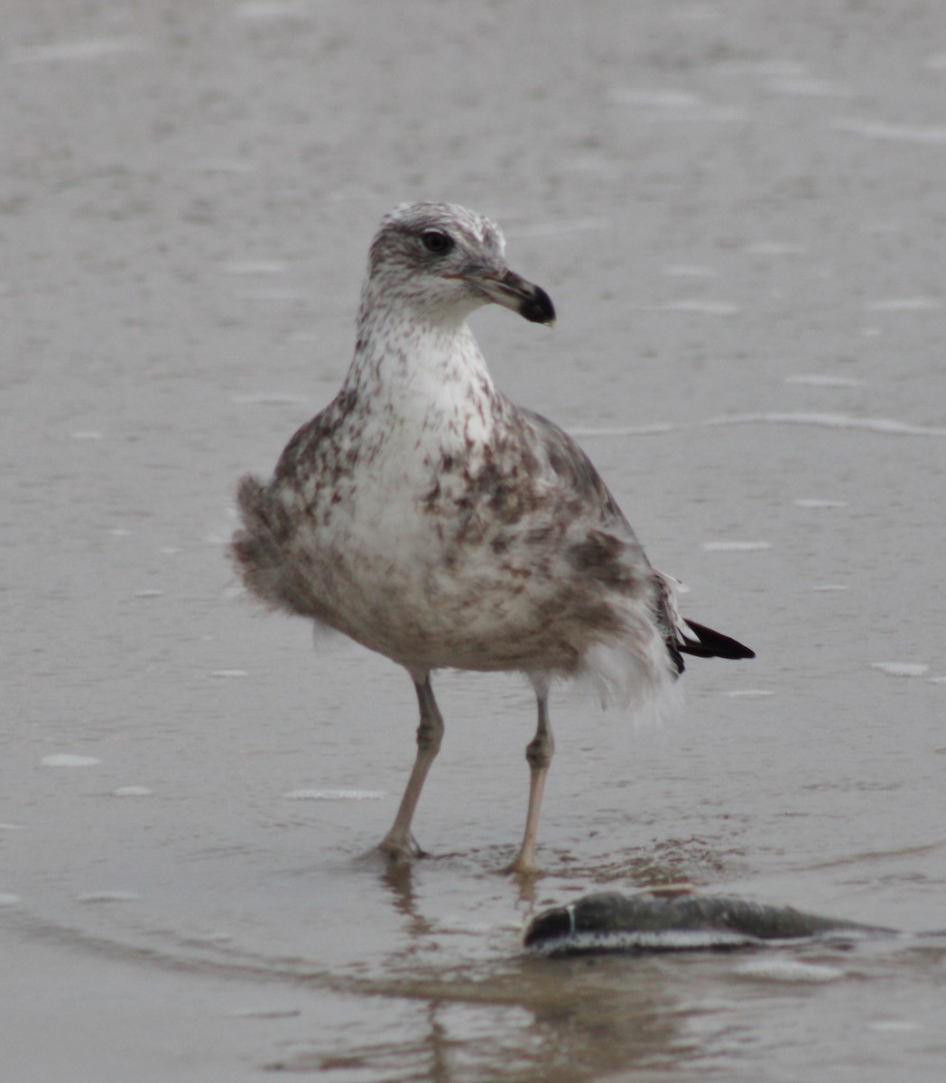 Gaviota Sombría - ML645864992