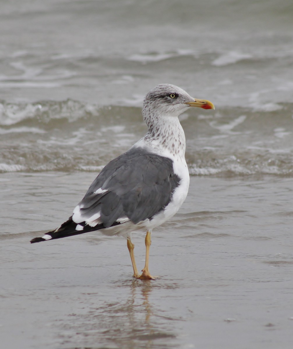 Gaviota Sombría - ML645864995