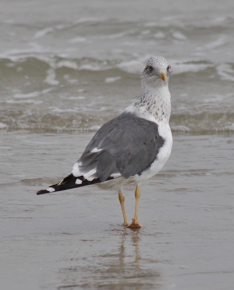 Gaviota Sombría - ML645864996