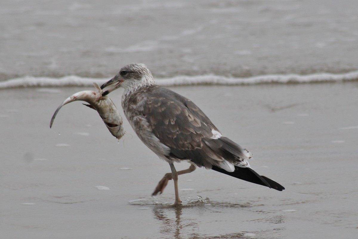 Gaviota Sombría - ML645864997