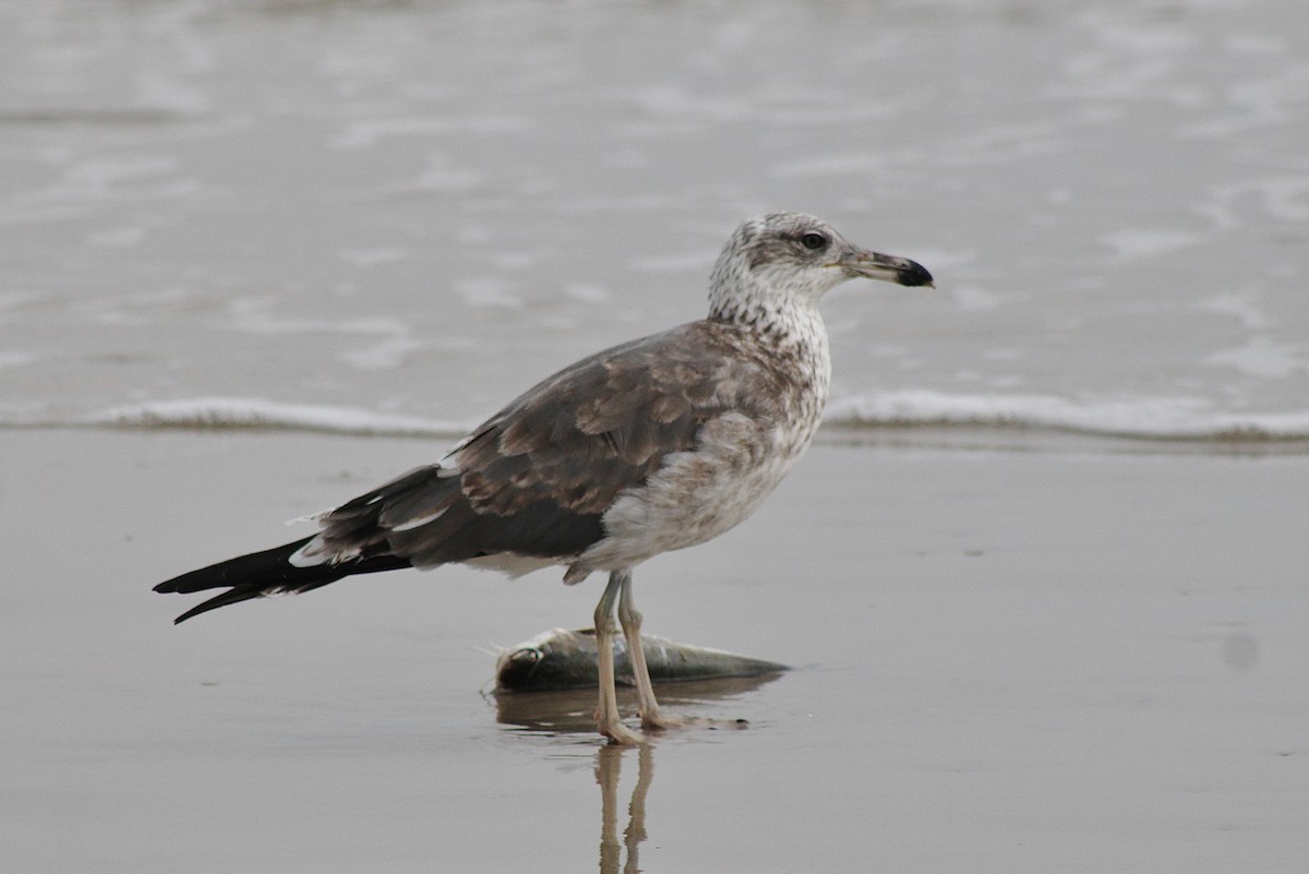 Gaviota Sombría - ML645864999