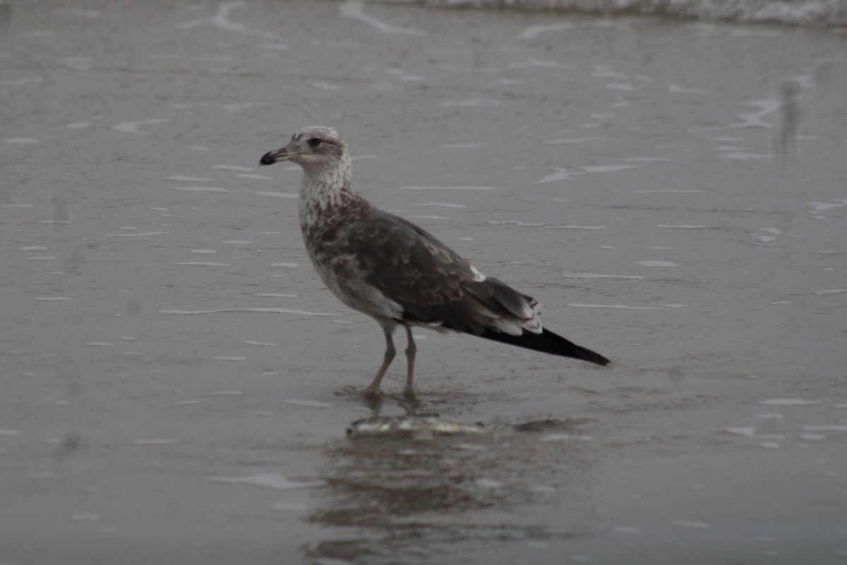 Gaviota Sombría - ML645865000