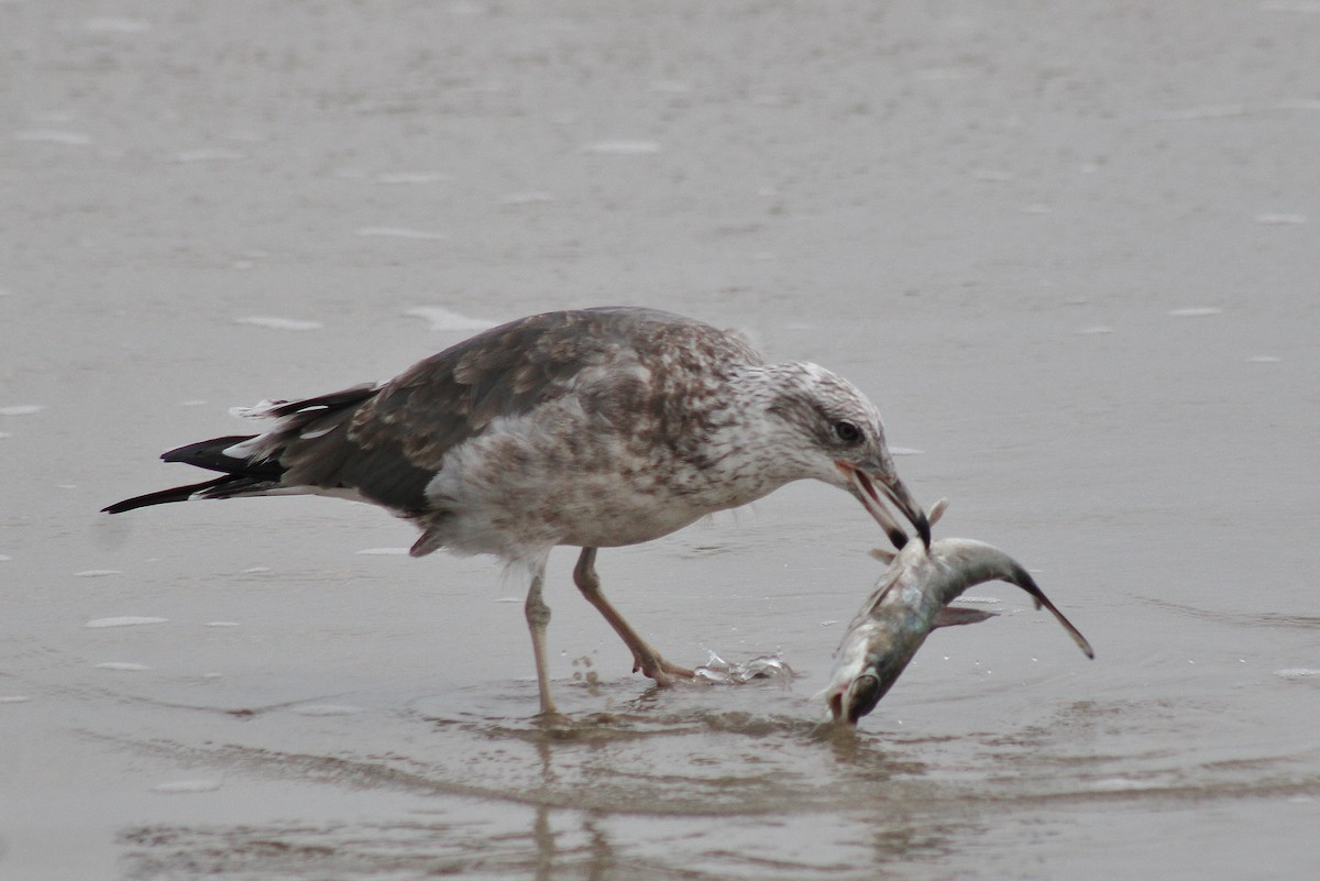 Gaviota Sombría - ML645865001
