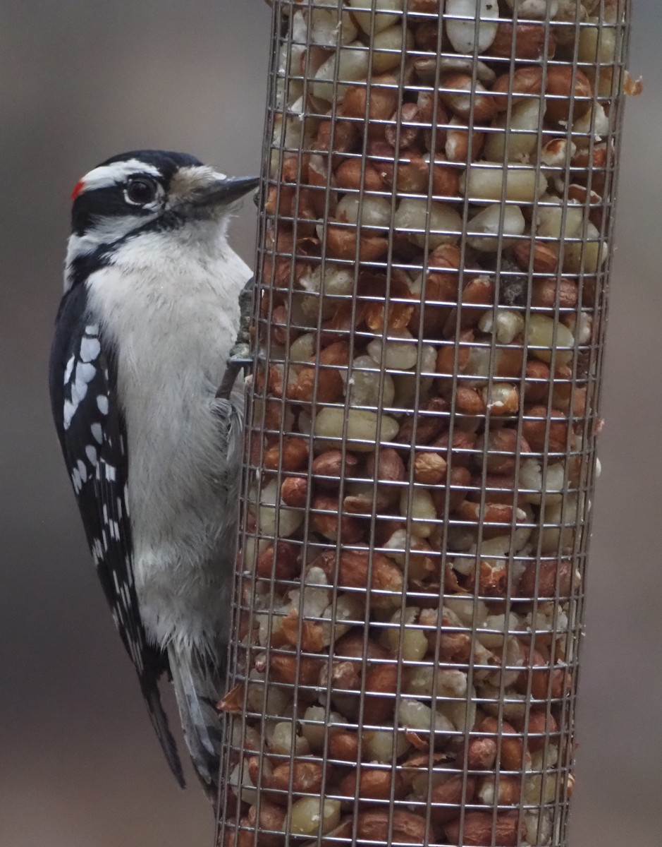 Downy Woodpecker - ML645865002