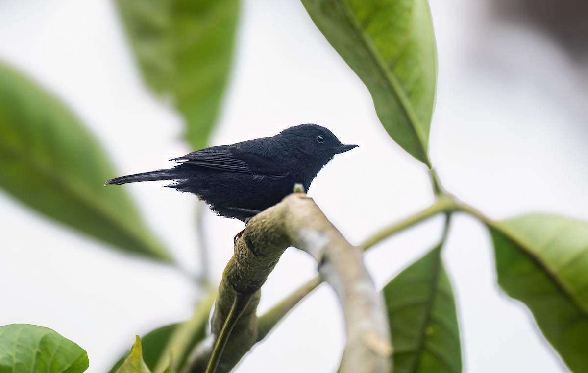 White-sided Flowerpiercer - ML645865004