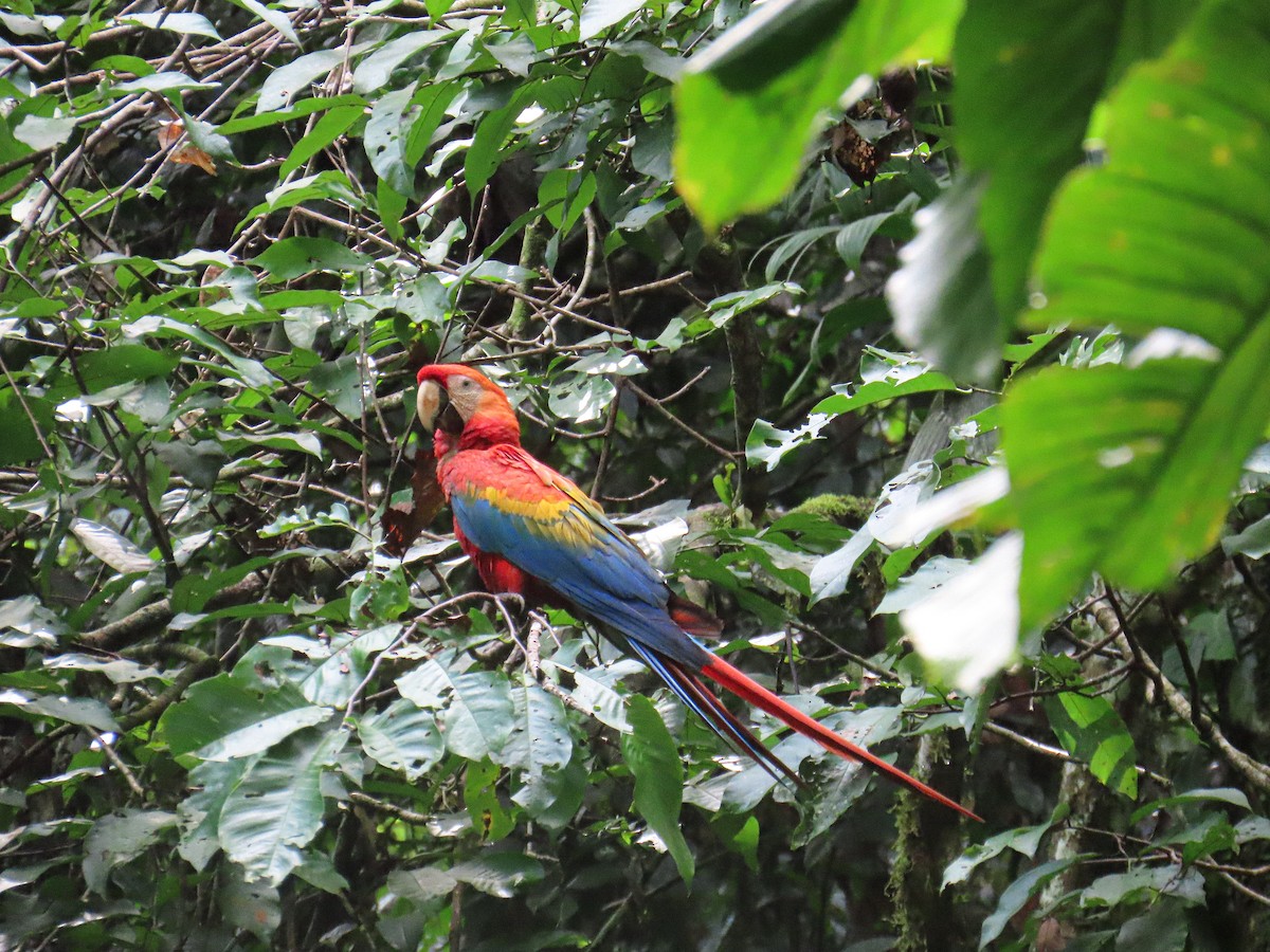 Scarlet Macaw - ML645865005