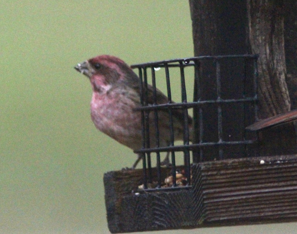 hýl nachový - ML645865013