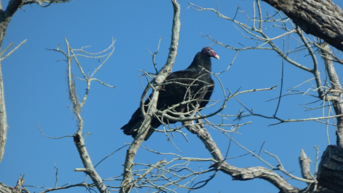 Turkey Vulture - ML645865043