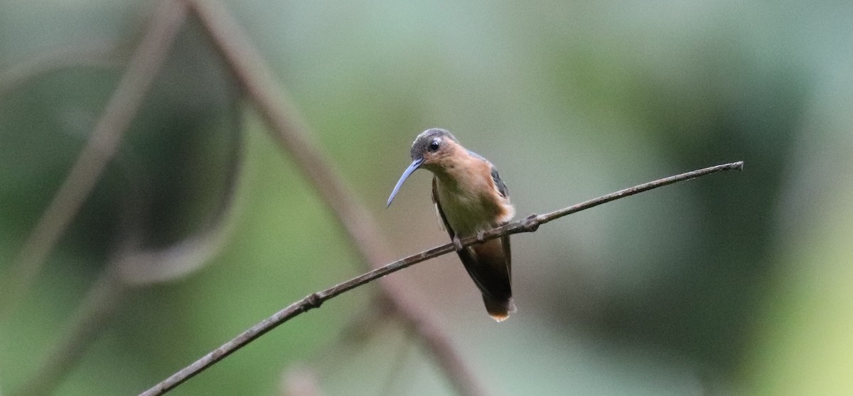 Rufous Sabrewing - ML645865044