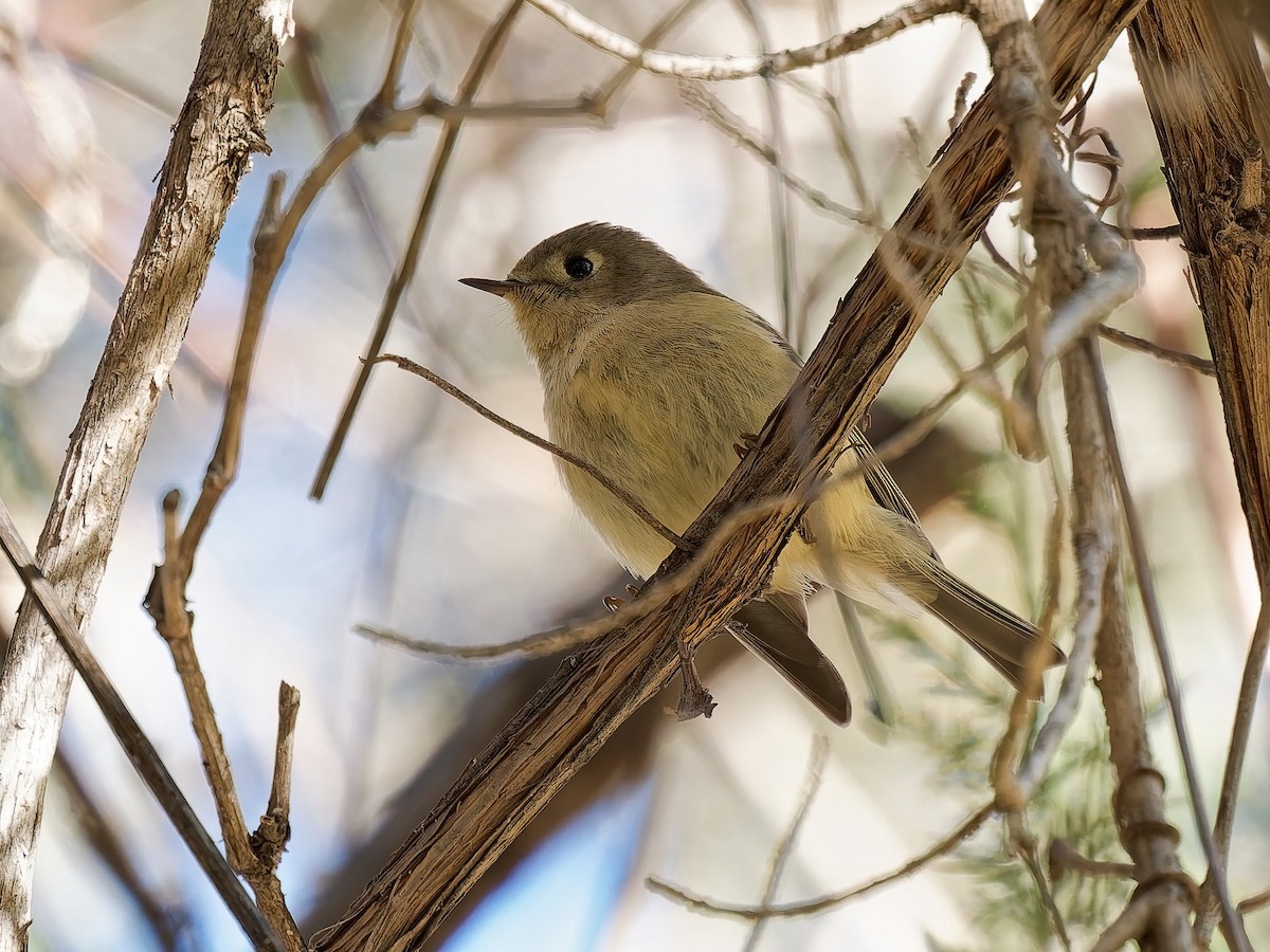 králíček americký - ML645865047