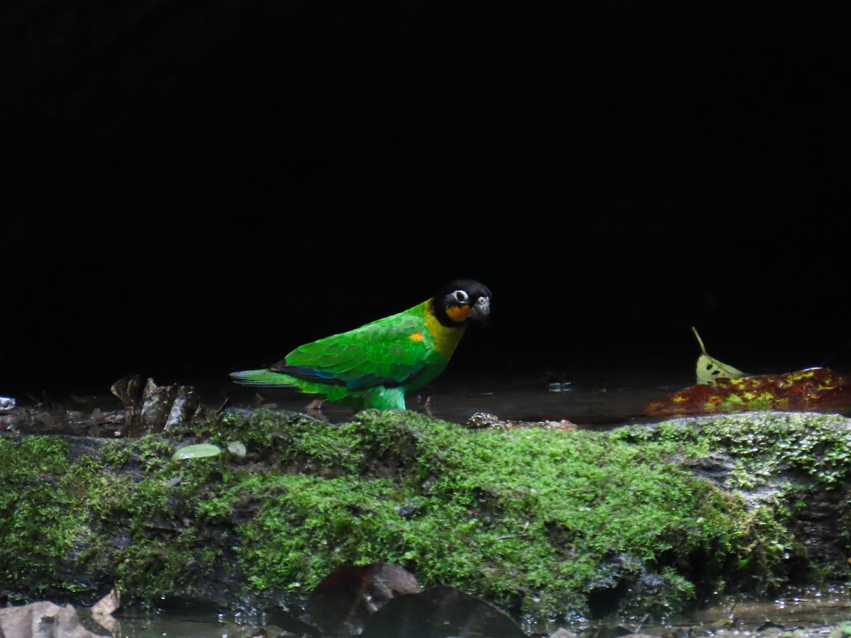 Orange-cheeked Parrot - ML645865048