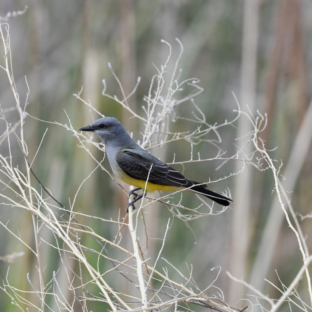Western Kingbird - ML645865049