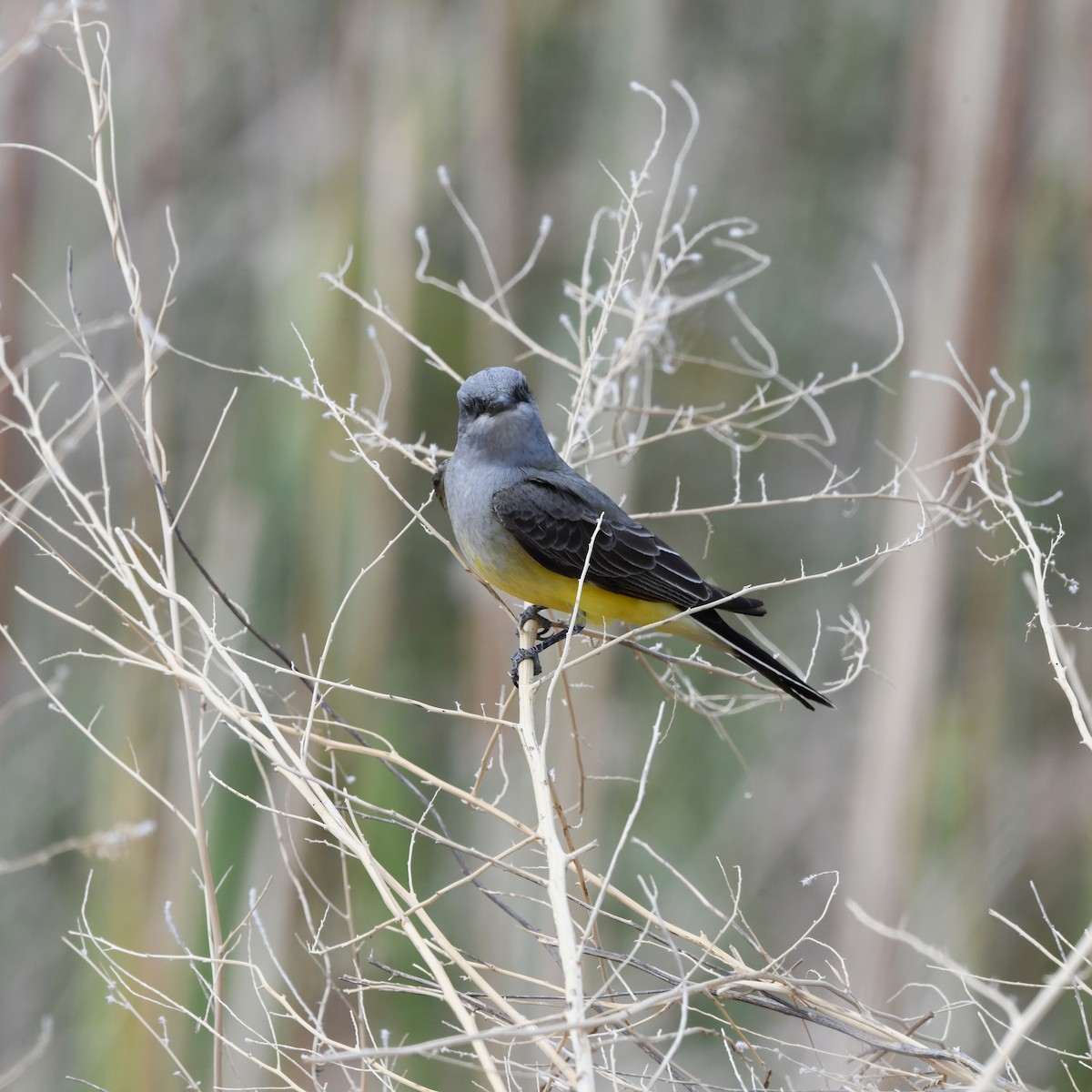 Western Kingbird - ML645865050