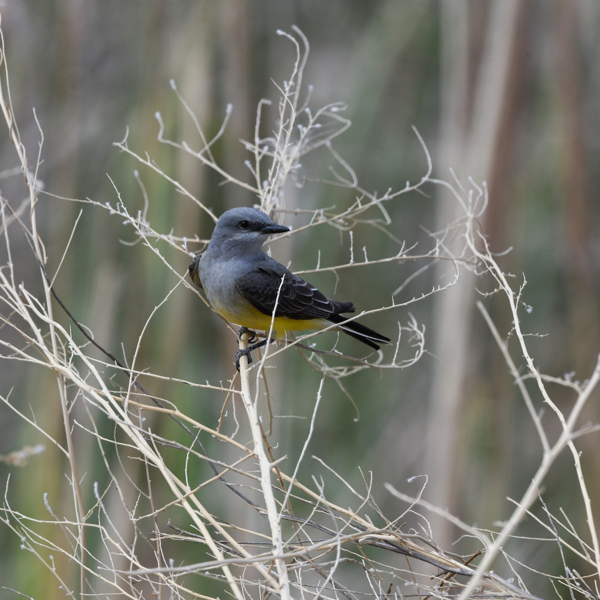 Western Kingbird - ML645865051