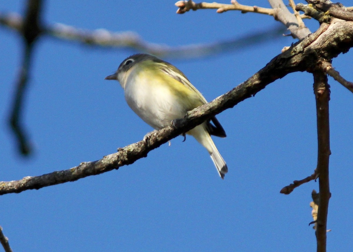 Blue-headed Vireo - ML645865054