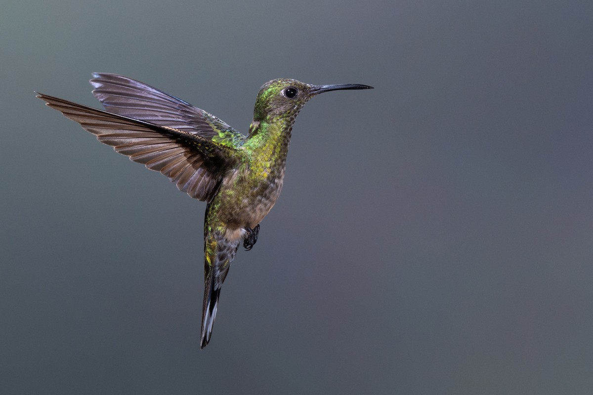 Scaly-breasted Hummingbird - ML645865058