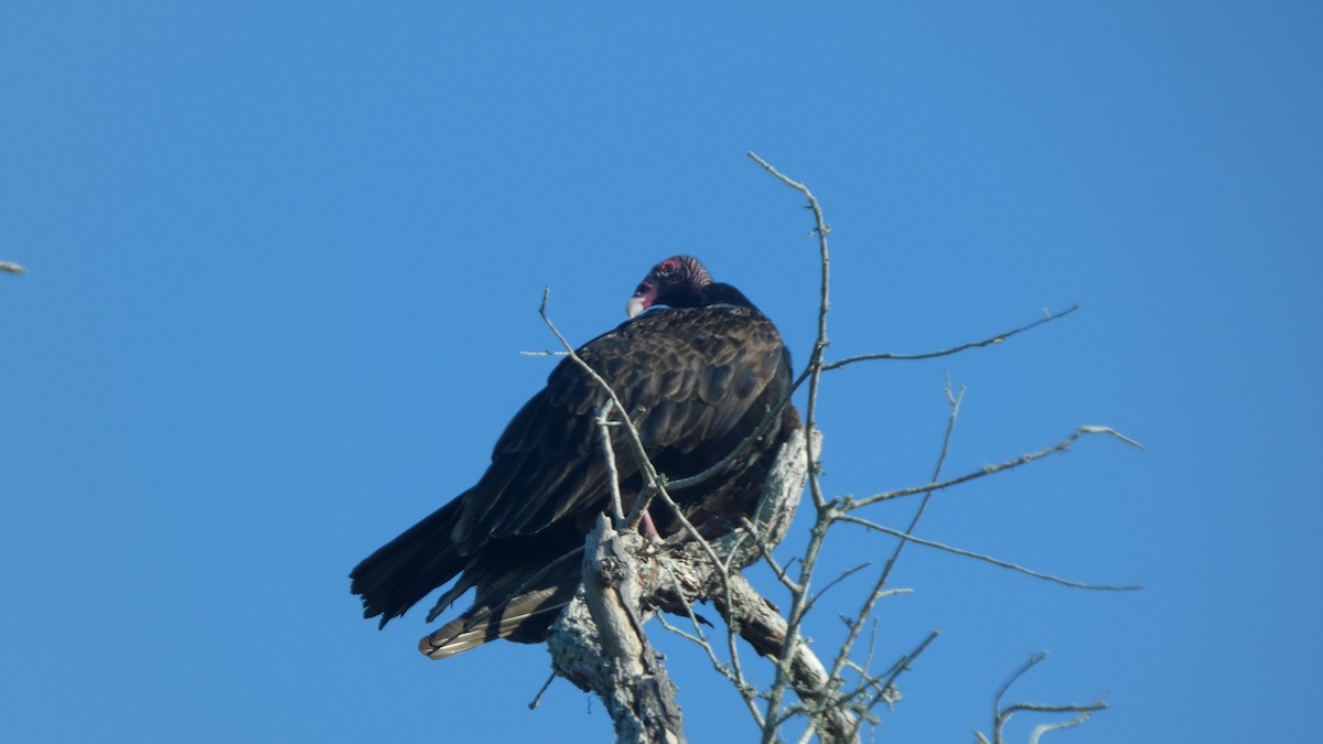Turkey Vulture - ML645865064