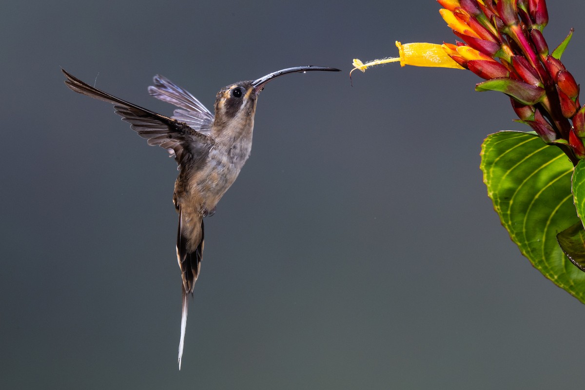 Long-billed Hermit - ML645865065