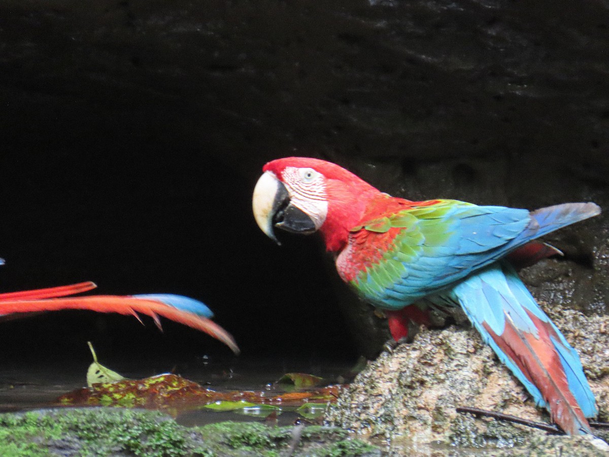 Red-and-green Macaw - ML645865066