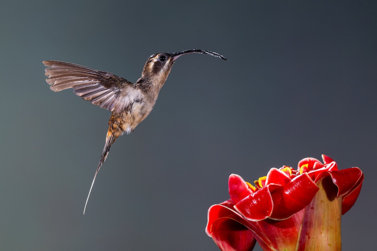 Long-billed Hermit - ML645865069