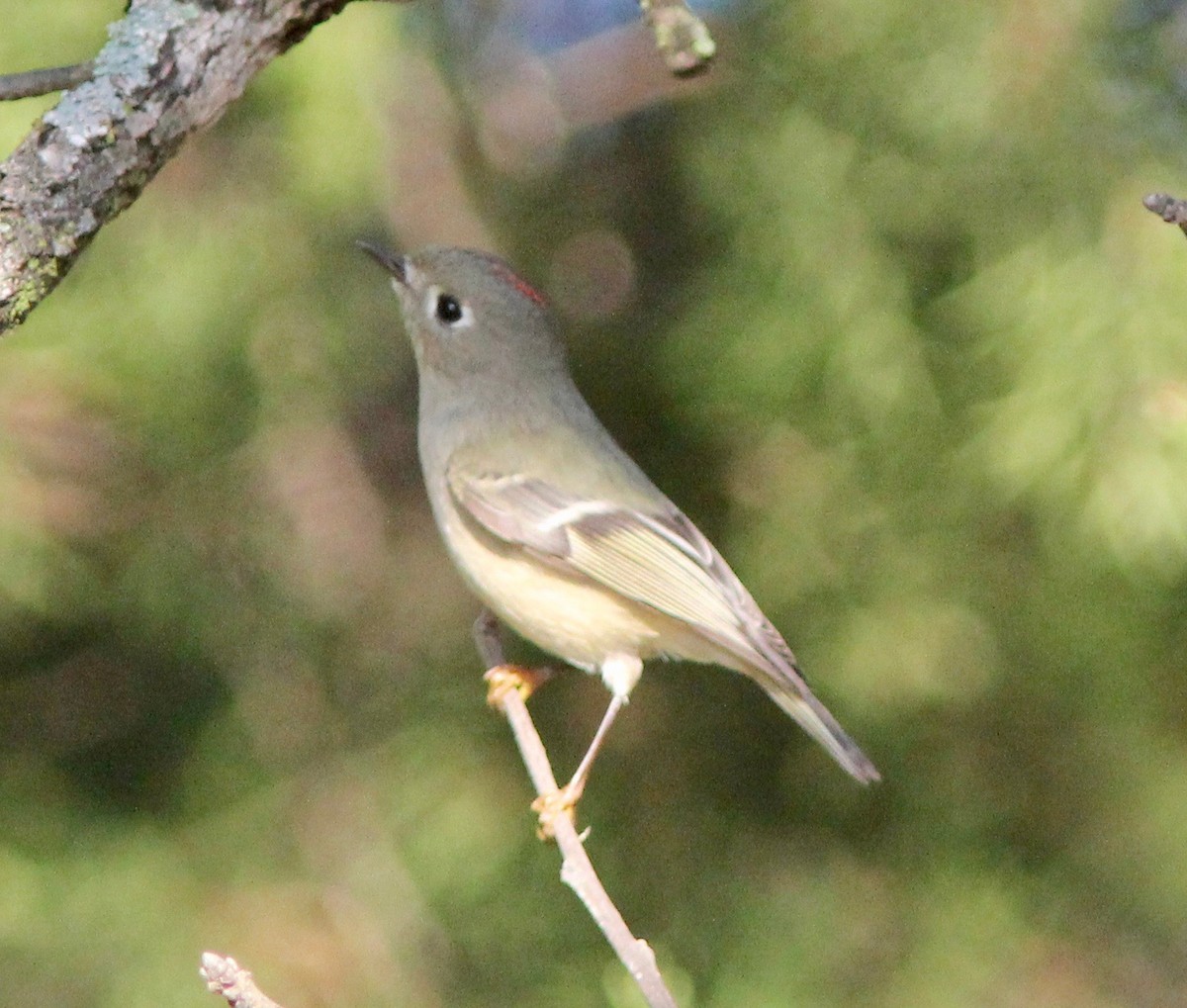 králíček americký - ML645865072