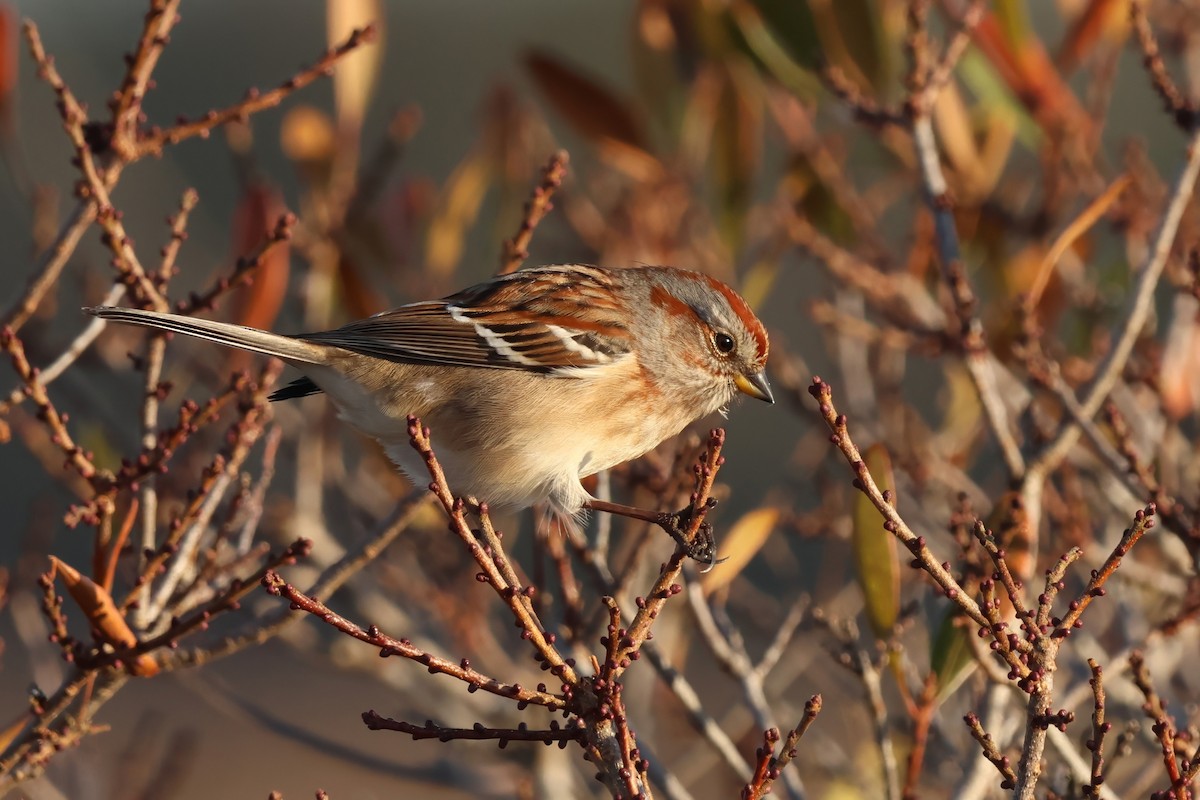American Tree Sparrow - ML645865075