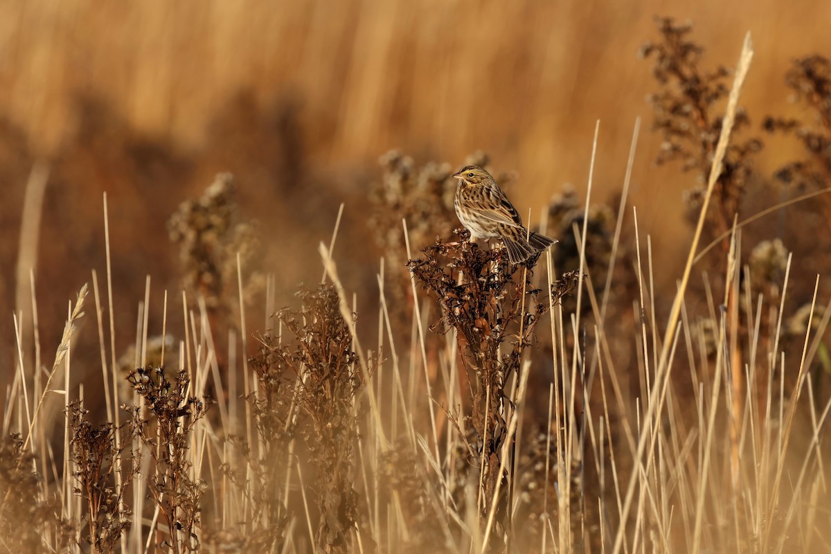 Savannah Sparrow - ML645865080