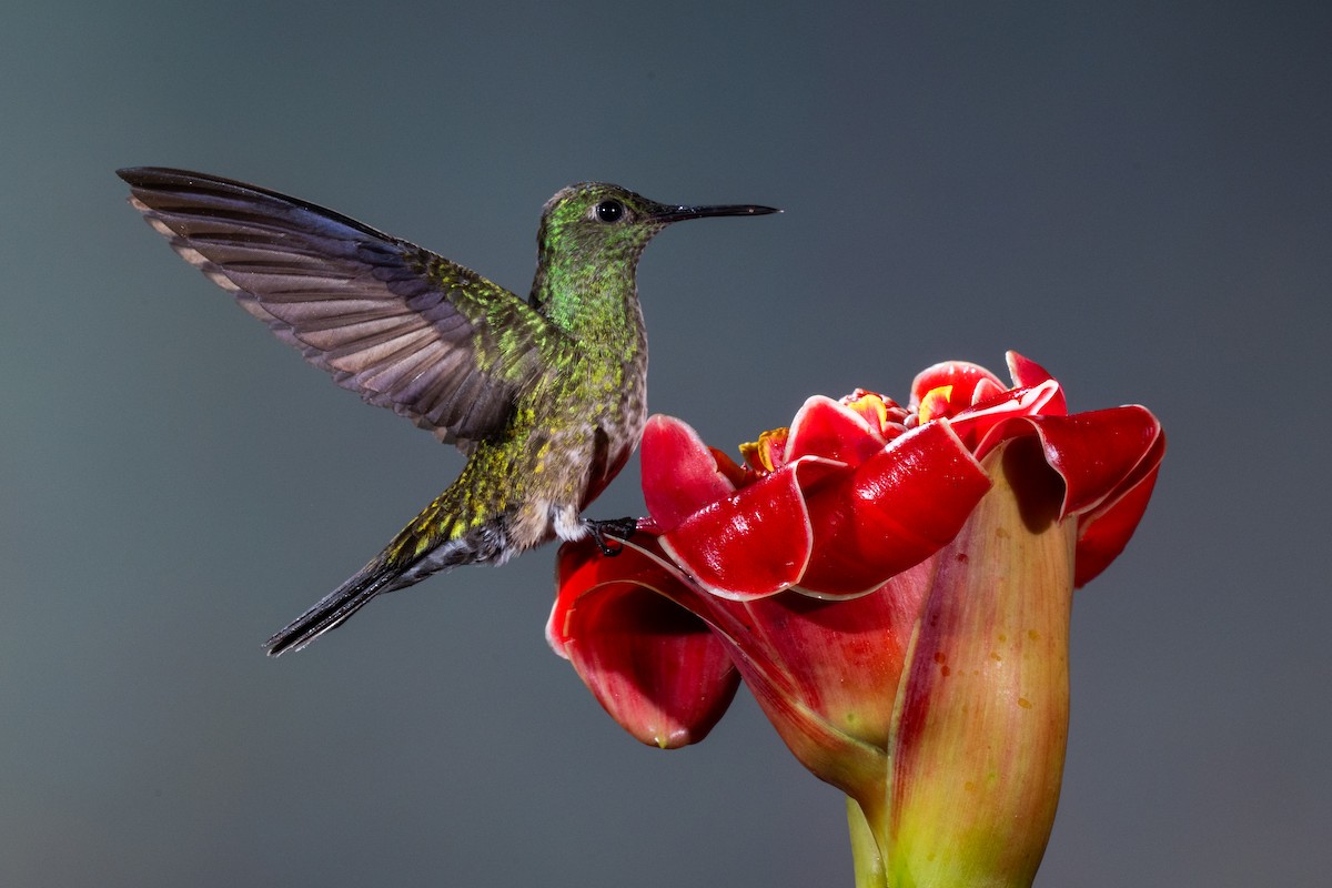 Scaly-breasted Hummingbird - ML645865082
