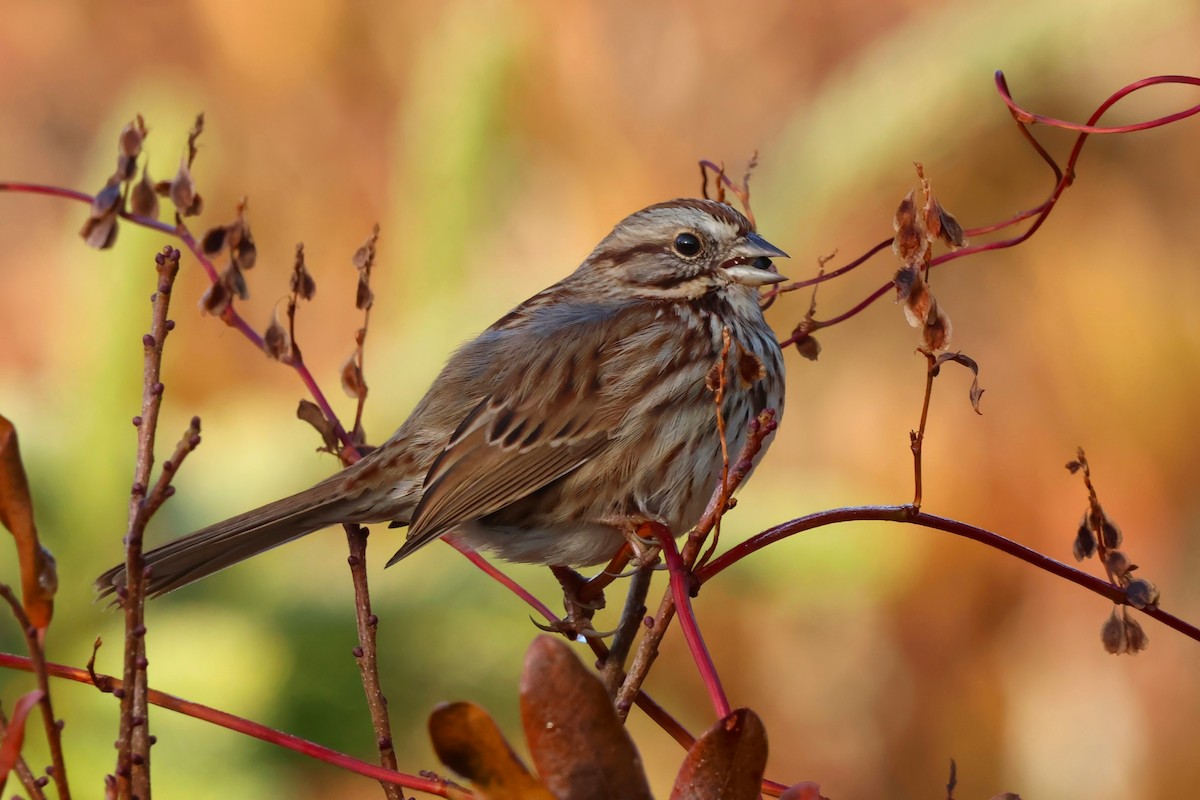 Song Sparrow - ML645865083