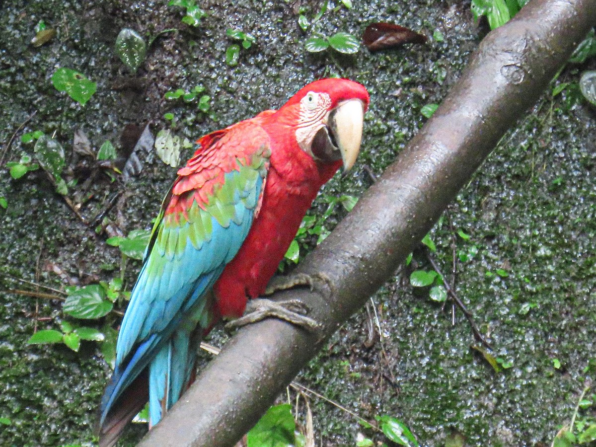 Red-and-green Macaw - ML645865084