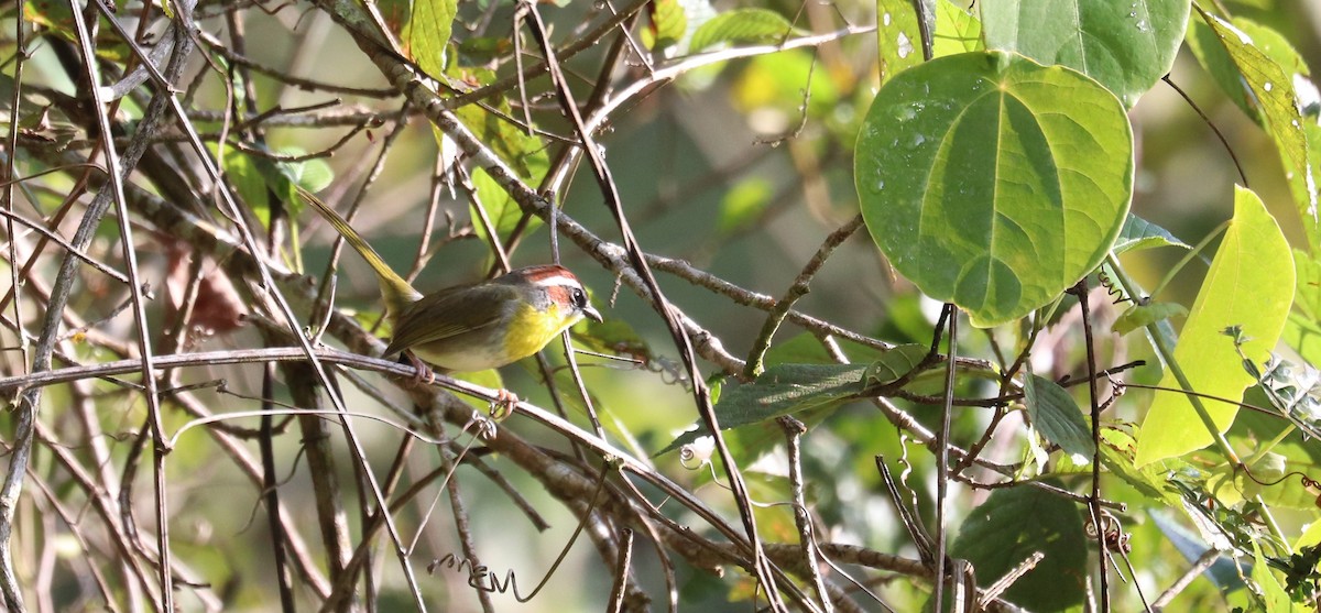Rufous-capped Warbler - ML645865090