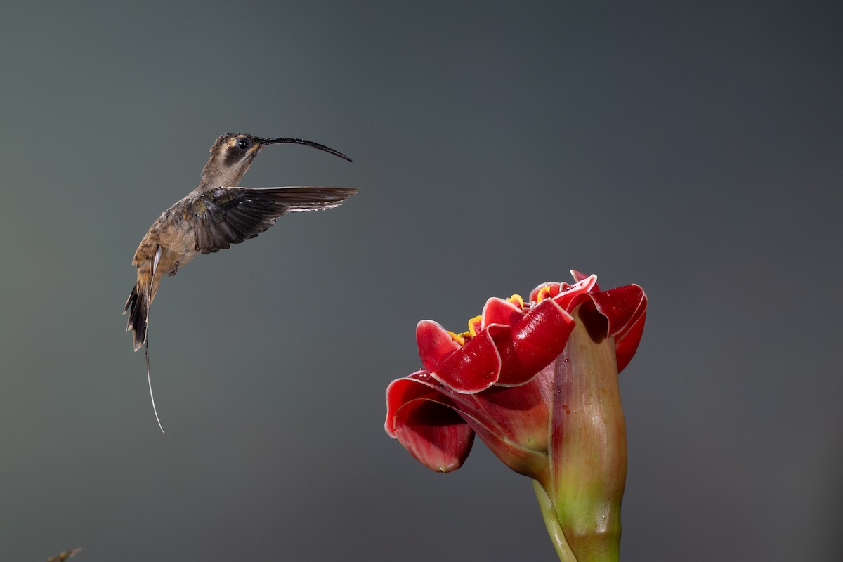 Long-billed Hermit - ML645865094