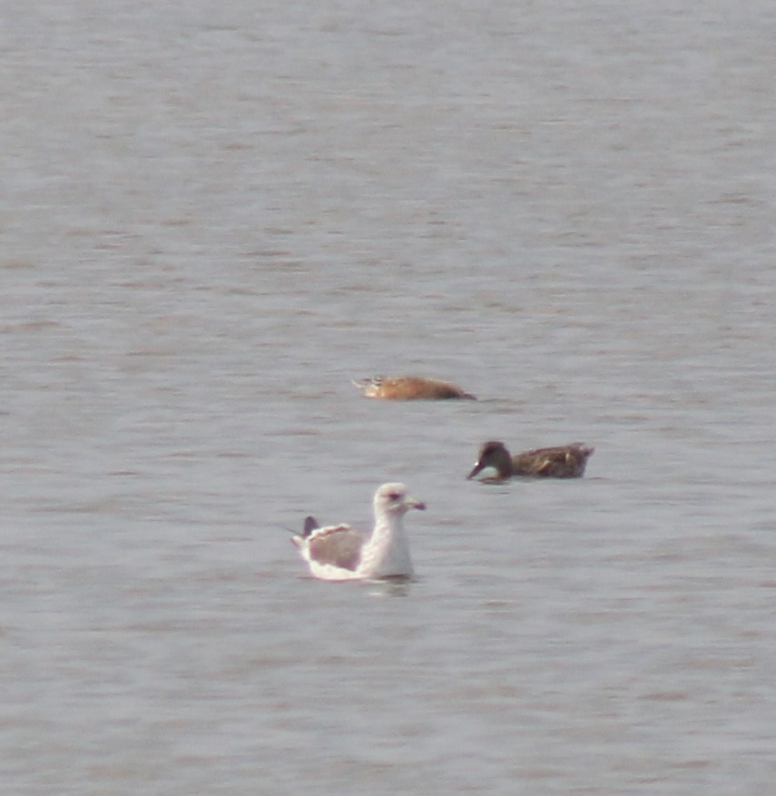 Gaviota Sombría - ML645865097