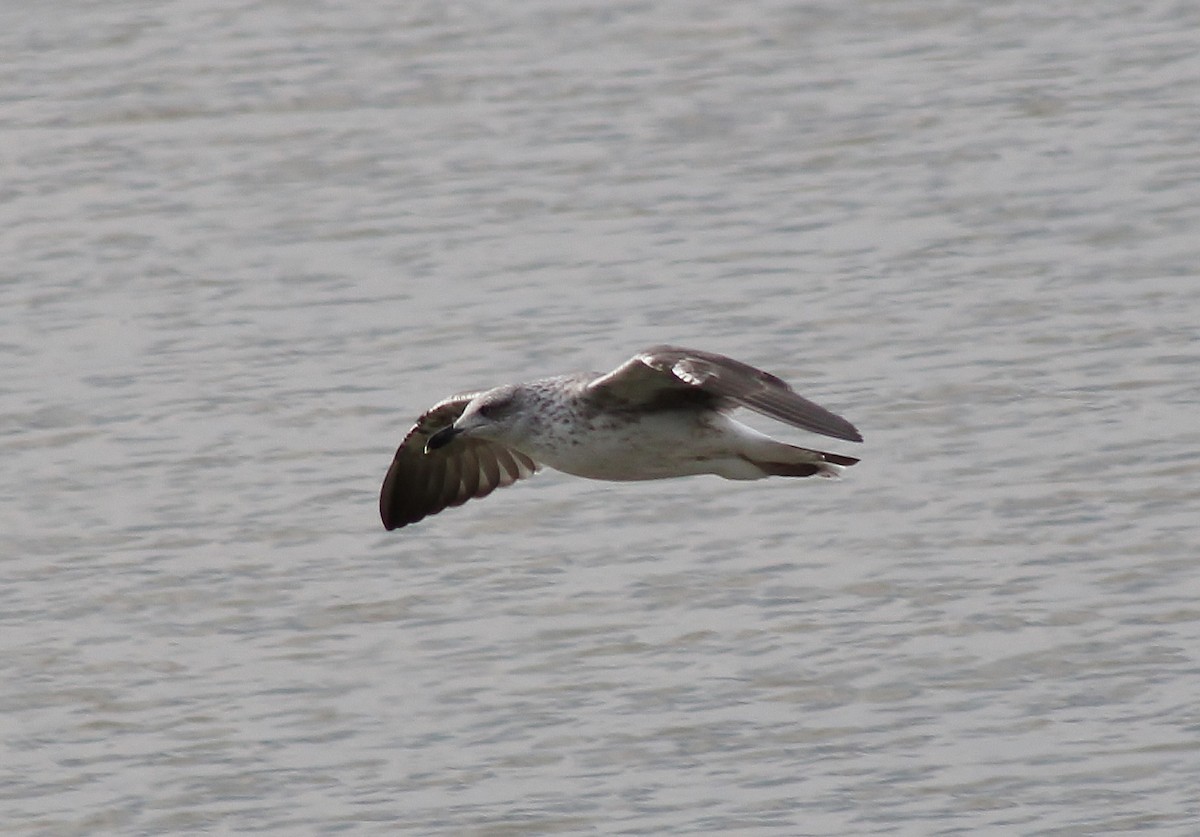Gaviota Sombría - ML645865098