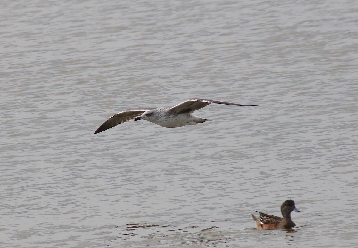 Gaviota Sombría - ML645865099