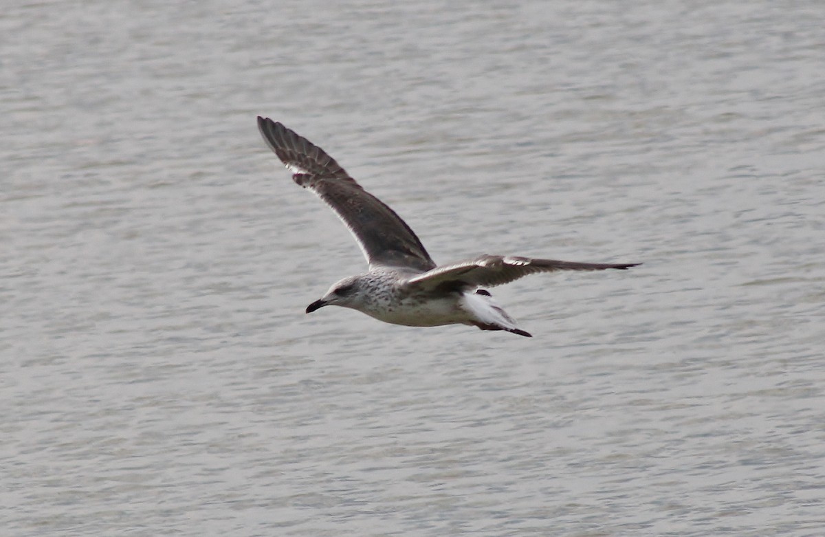 Gaviota Sombría - ML645865100