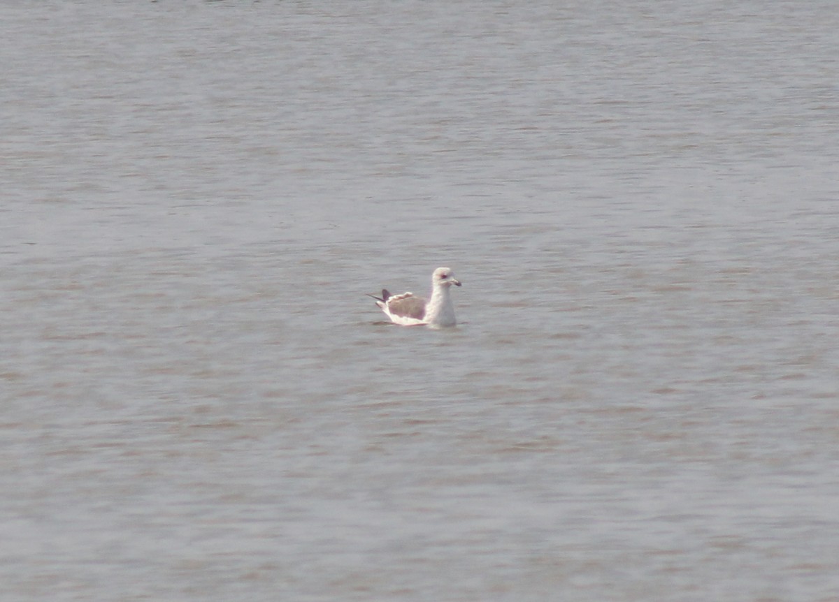Gaviota Sombría - ML645865101
